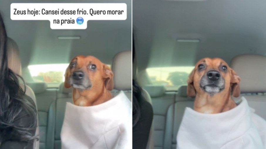 Tutora filma cão 