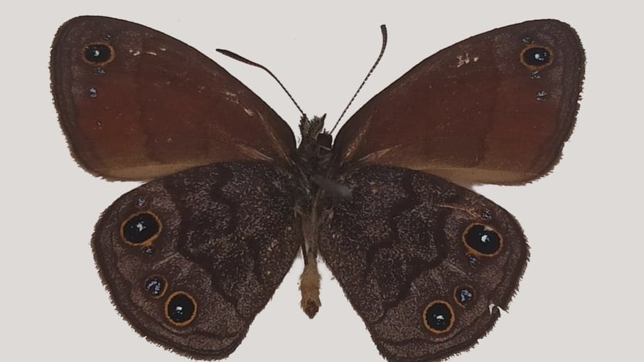 Nova espécie encontrada em MG, a borboleta-guerreira-das-pedras
