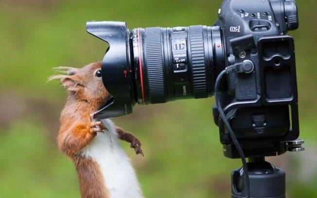 Esses esquilos fofos são ótimos motivos para fotografar a natureza