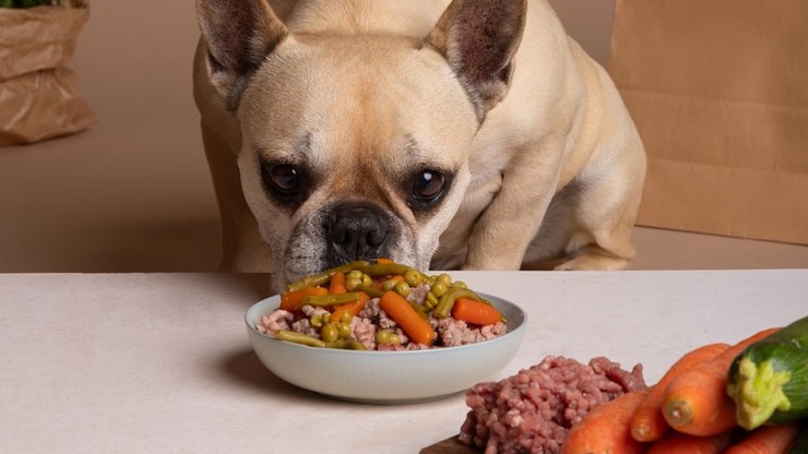 Pet que pede comida toda hora nem sempre está com fome; entenda