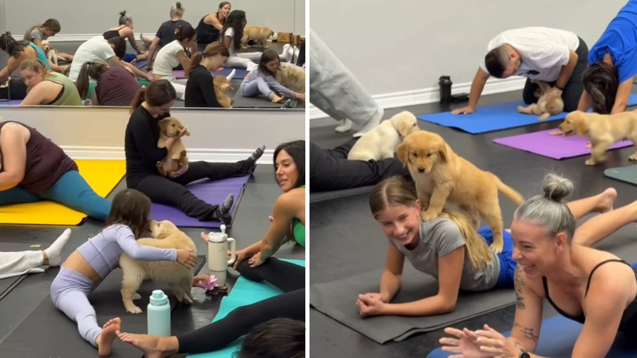 Filhotes de golden roubam a cena em aula de yoga