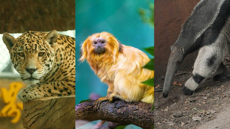O que significa dizer que uma espécie está em extinção?