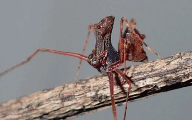 Nova aranha em forma de lança é descoberta na Austrália