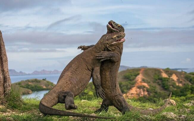 A Ilha de Komodo será fechada por um ano, após 41 dragões de Komodo serem roubados por traficantes de animais