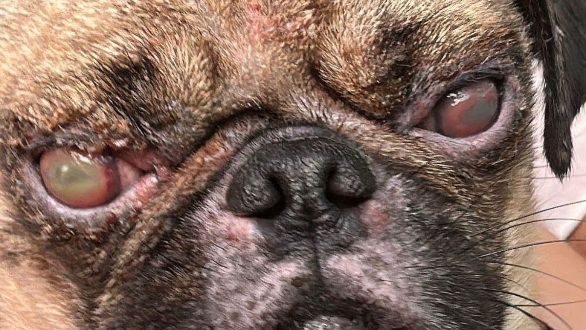 Lesões nas córneas dos cães Lesões nas córneas dos cães