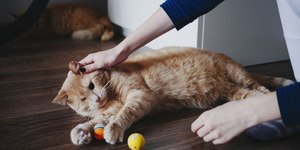 Quais cuidados ter com os pets idosos? Especialista explica