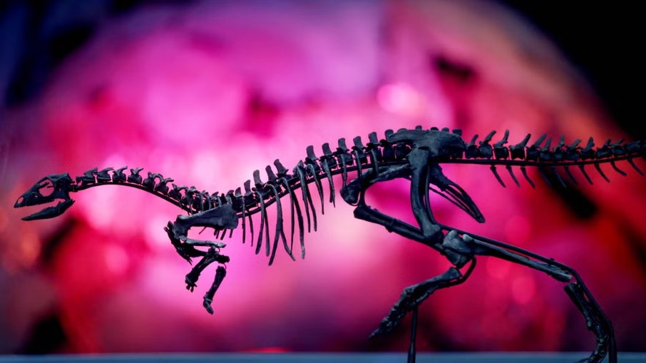 É provável que o Enigmacursor tenha convivido com os gigantes da era dos dinossauros É provável que o Enigmacursor tenha convivido com os gigantes da era dos dinossauros