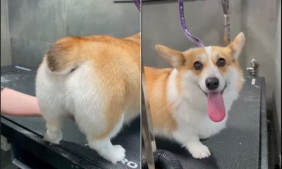 Cão viraliza após 'ajudar' na tosa higiênica: 'Sabe o que faz'