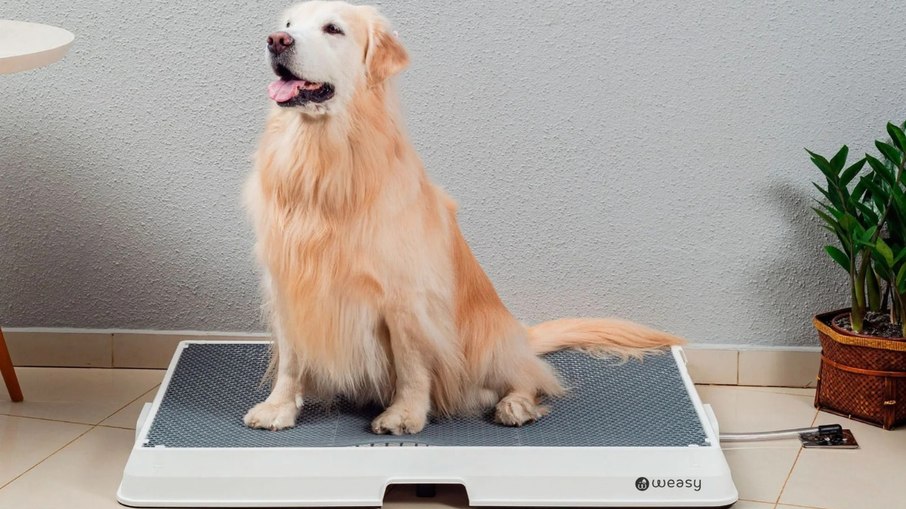 Banheiro exclusivo para cães e gatos