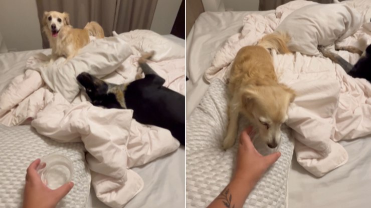 Cachorra elétrica se recusa a parar de brincar para beber água