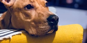 Luto canino pode desencadear problemas de saúde: observe os sinais
