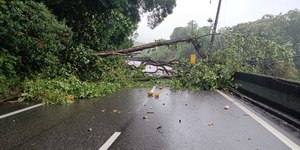 Rodovia Anchieta é interditada após queda de árvore