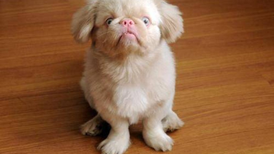 cachorro albino