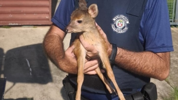 GCM de Vinhedo resgata filhote de veado encontrado em via pública