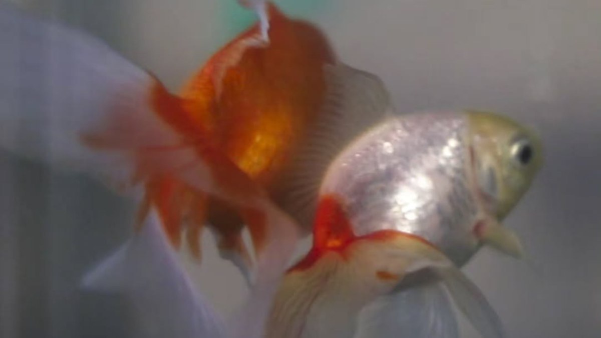 Dois peixes dourados têm direitos reconhecidos pela Justiça