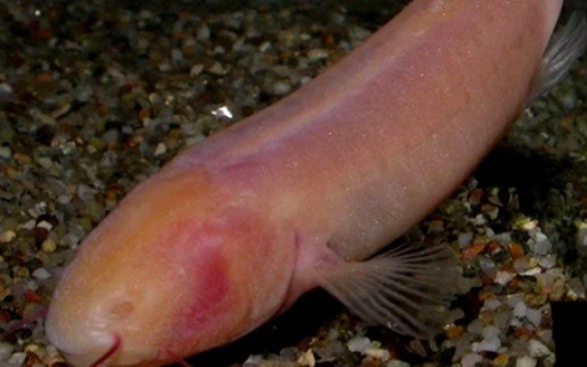 Peixe-vampiro é encontrado na África Peixe-vampiro é encontrado na África