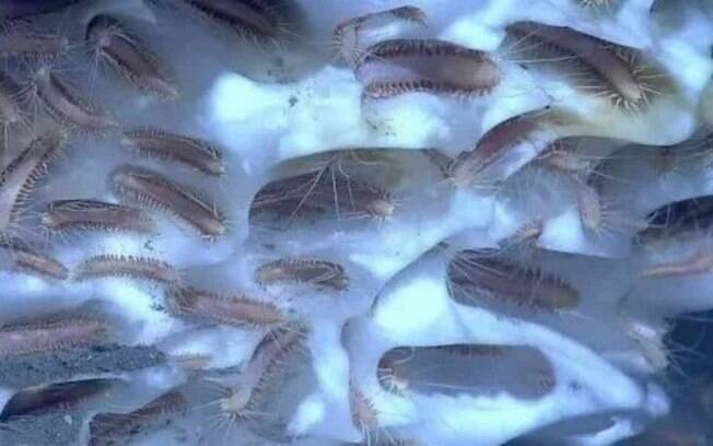 Pesquisadores perceberam, após algumas semanas do descongelamento, que vermes estavam se movendo