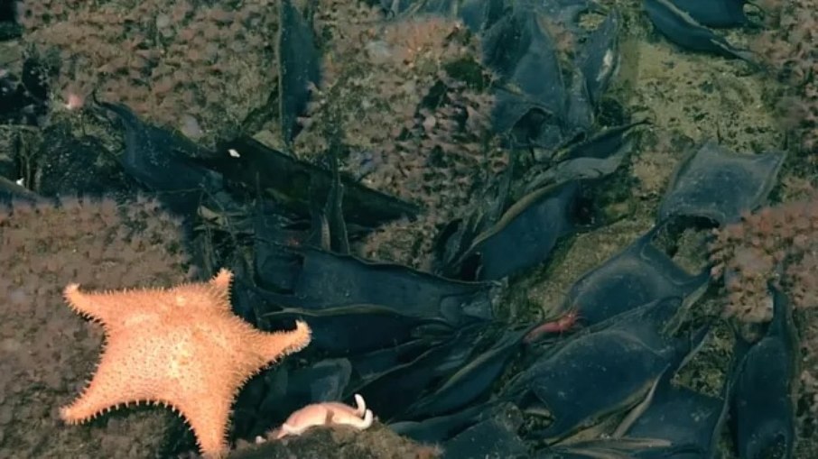 Cientistas encontram ‘2,6 milhões de ovos dourados’ perto de vulcão submarino Cientistas encontram ‘2,6 milhões de ovos dourados’ perto de vulcão submarino