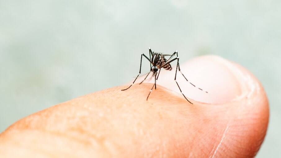 malária é transmitida por meio da picada de um mosquito