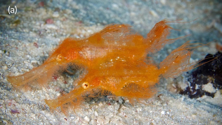 Espécie é a primeira observada do gênero a se alimentar de outros peixes Espécie é a primeira observada do gênero a se alimentar de outros peixes