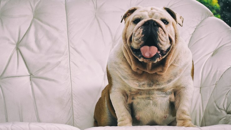 Obesidade%20preocupa%20veterin%C3%A1rios%20e%20afeta%2041%25%20dos%20pets%2C%20diz%20estudo