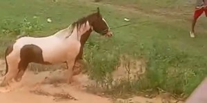Pescadores resgatam cavalos ilhados no Rio São Francisco