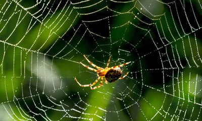 Como identificar uma aranha perigosa e evitar acidentes?