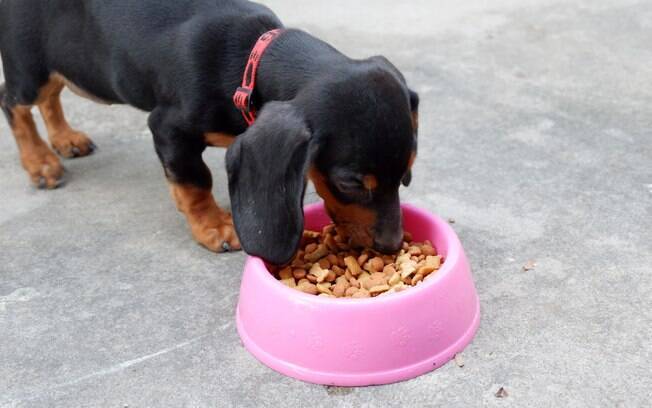 A alimentação é um fator muito importante no tratamento da anemia em cachorros