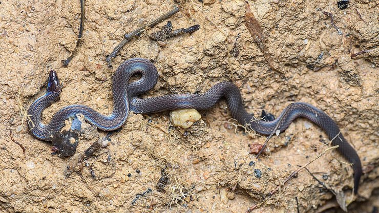 Cobras%20d%C3%A3o%20cambalhotas%20a%20at%C3%A9%2013%20km%2Fh%20para%20fugir%20do%20perigo