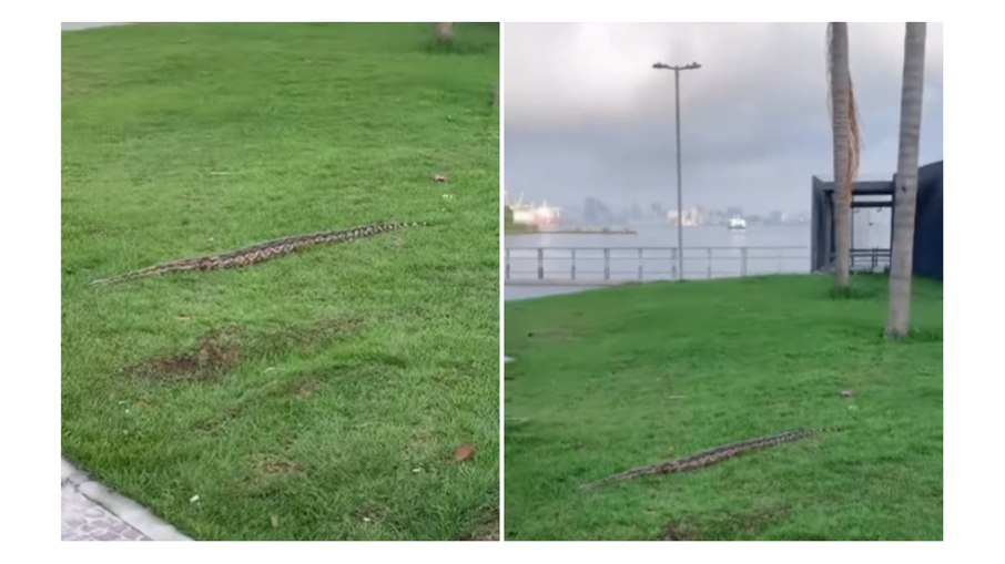 Cobra gigante aparece em praça de Niterói e causa pânico; assista Cobra gigante aparece em praça de Niterói e causa pânico; assista