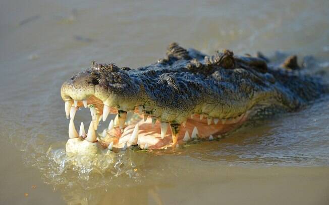 Crocodilo