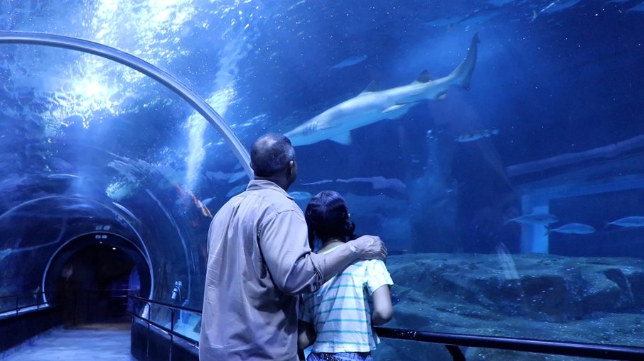 O Grande Taque, maior atração do AquaRio