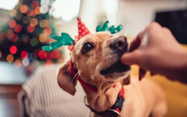 Os cachorros também podem participar da ceia de Natal da família