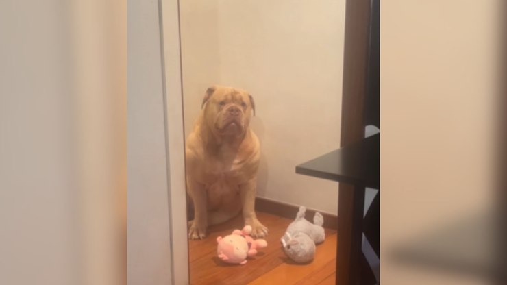 Buldogue faz drama ao ter de esperar a tutora para brincar