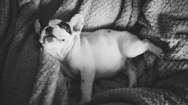 Cachorros sonham? Entenda as fases do sono do seu pet