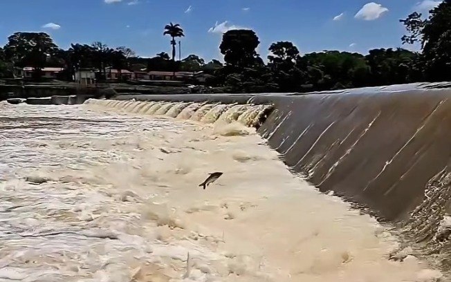 Peixes "voando" durante piracema impressiona em Pirassununga - Foto