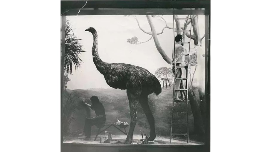 Extinta há séculos, a moa-gigante podia chegar a 3 metros de altura e pesar até 250 quilos Extinta há séculos, a moa-gigante podia chegar a 3 metros de altura e pesar até 250 quilos