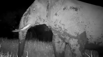 Elefante%20Fantasma%20%C3%A9%20flagrado%20por%20c%C3%A2mera%20no%20Senegal