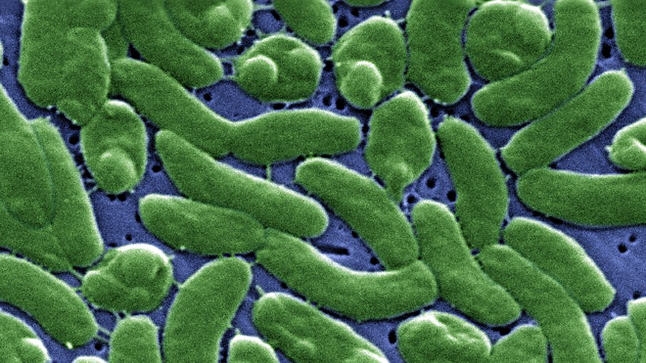 Bactérias Vibrio vulnificus, conhecidas como “comedores de carne”, vistas em microscópio eletrônico de varredura, com ampliação de 13.184 vezes Bactérias Vibrio vulnificus, conhecidas como “comedores de carne”, vistas em microscópio eletrônico de varredura, com ampliação de 13.184 vezes