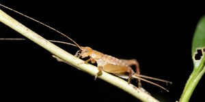 Sem “cri-cri”: como grilos perderam o canto ao longo do tempo