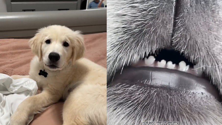 Mulher nota curiosidade sobre dentes de cachorro