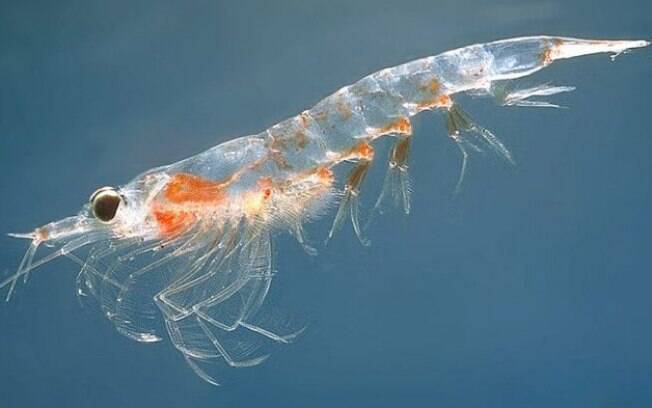 Krill tem papel importante para a absorção de carbono pelo oceano