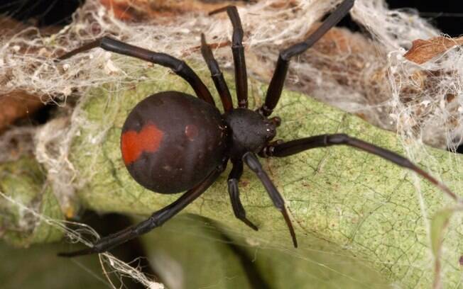 Quem tem aracnofobia pode ter novas formas de evitar a presença dos animais; na foto, aranha da espécie redback spider