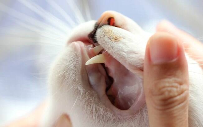 Assim como os humanos, os gatos também nascem sem dentição e vão desenvolvendo-a ao longo dos meses, até nascer os chamados dentes de leite