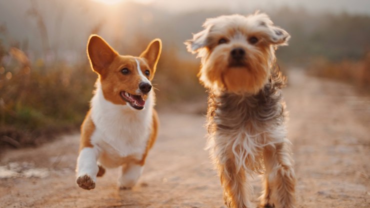 Verão: como proteger as patas do seu pet dos pisos quentes