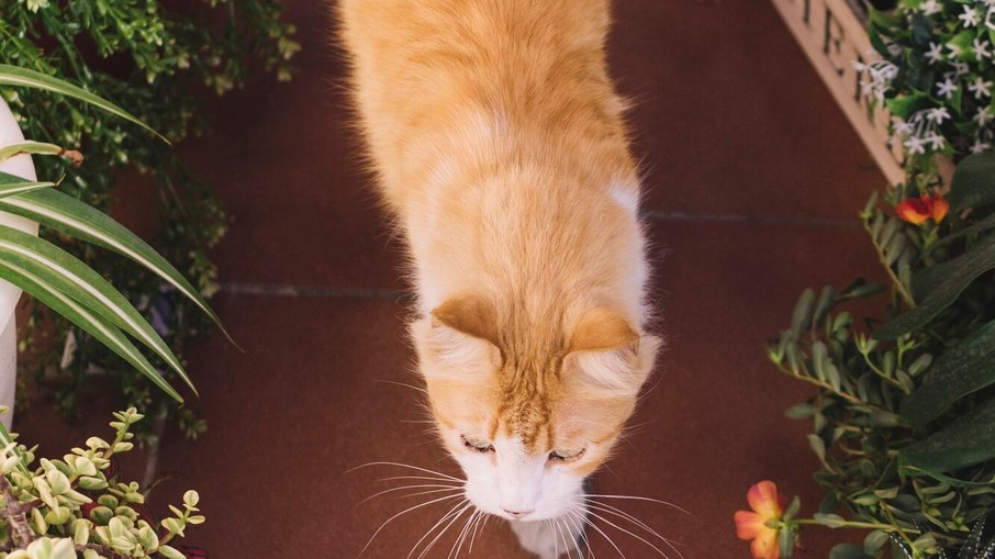 Gato seguindo o tutor pela casa