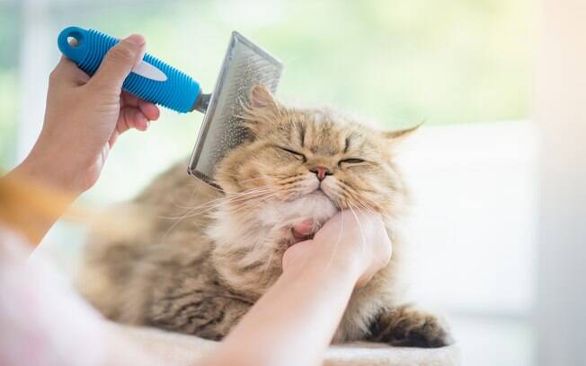 Se o pelo do gato for escovado regularmente, dificilmente acumulará sujeira e será preciso dar um banho a seco