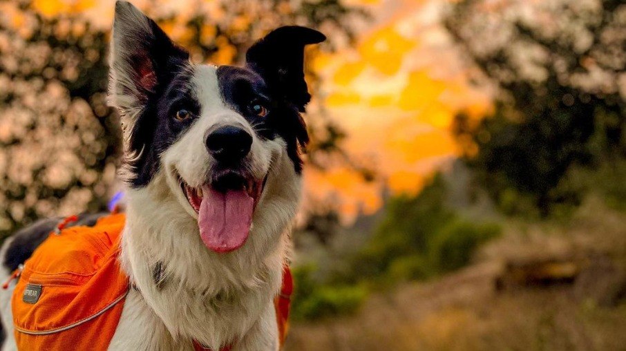 Cachorro Sam vira símbolo de conscientização contra poluição em parque no Chile