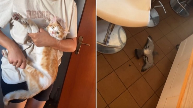 Gato surpreende família ao surgir com pombo vivo como "presente"
