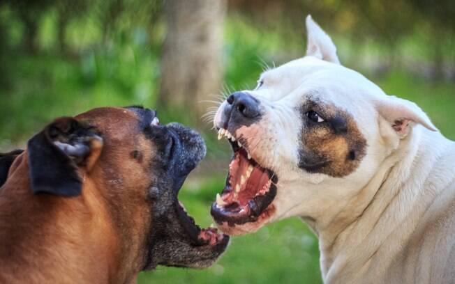 A falta de socialização costuma ser a principal razão para ocorrer briga entre cães. Quando um filhote não aprende a se relacionar com outros animais, também não saberá como se comunicar com seus semelhantes no futuro